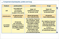 Comparison of prokaryotes; protists and fungi