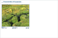 Characteristics of bryophytes