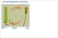 Alternation of generations in bryophytes