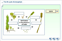 The life cycle of a bryophyte