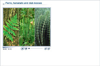 Ferns; horsetails and club mosses