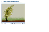 Characteristics of pteridophytes