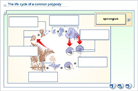 The life cycle of a common polypody