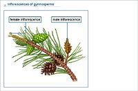 Inflorescences of gymnosperms