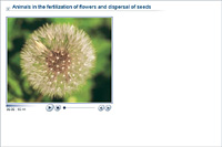 Animals in the fertilization of flowers and dispersal of seeds