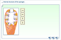 Internal structure of the sponges
