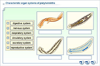 Characteristic organ systems of platyhelminths