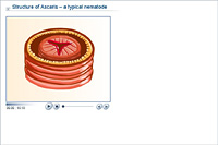 Structure of Ascaris – a typical nematode