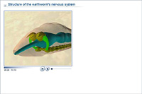 Structure of the earthworm's nervous system