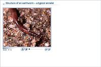 Structure of an earthworm – a typical annelid