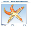 Structure of a starfish – a typical echinoderm