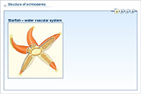 Structure of echinoderms