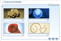 The groups of invertebrates