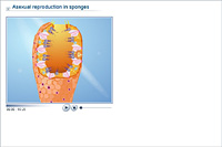 Asexual reproduction in sponges