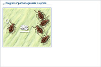 Diagram of parthenogenesis in aphids