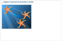 Diagram of reproduction by division in starfish