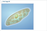 Insect egg cell