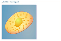 Fertilized insect egg cell