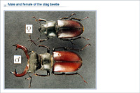 Male and female of the stag beetle