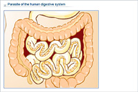 Parasite of the human digestive system