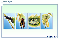 Larval stages