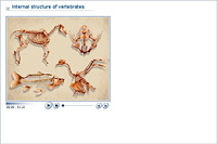Internal structure of vertebrates