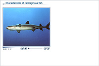 Characteristics of cartilaginous fish