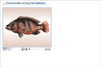 Characteristics of bony fish (teleosts)