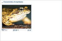 Characteristics of amphibians