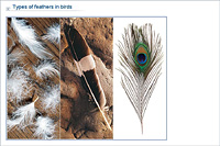 Types of feathers in birds