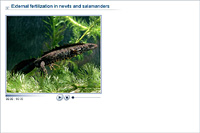 External fertilization in newts and salamanders