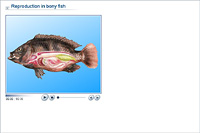 Reproduction in bony fish