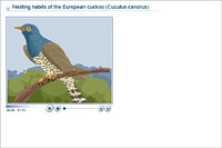 Nesting habits of the European cuckoo (Cuculus canorus)
