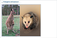 A kangaroo and opossum