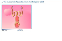 The development of placental animals from fertilization to birth