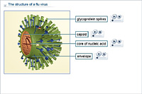 The structure of a flu virus