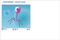 Bacteriophages – bacterial viruses
