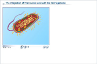 The integration of viral nucleic acid with the host's genome