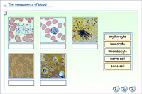 The components of blood
