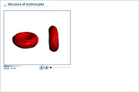Structure of erythrocytes