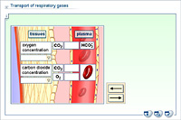 Transport of respiratory gases