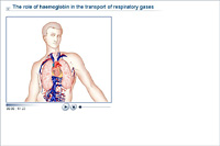 The role of haemoglobin in the transport of respiratory gases