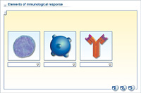 Elements of immunological response