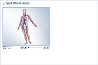 Types of blood vessels