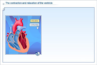 The contraction and relaxation of the ventricle