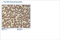 The ABO blood group system