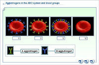 Agglutinogens in the ABO system and blood groups