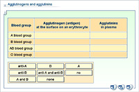 Agglutinogens and agglutinins