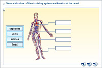 General structure of the circulatory system and location of the heart