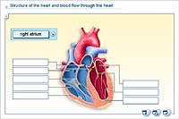 Structure of the heart and blood flow through the heart